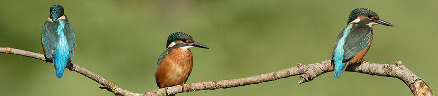 Fratrie de martins pêcheurs