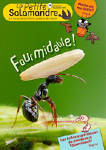 La petite salamandre La petite salamandre