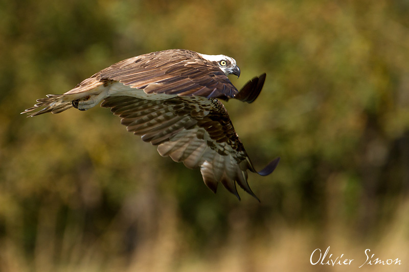 Balbuzard de profil